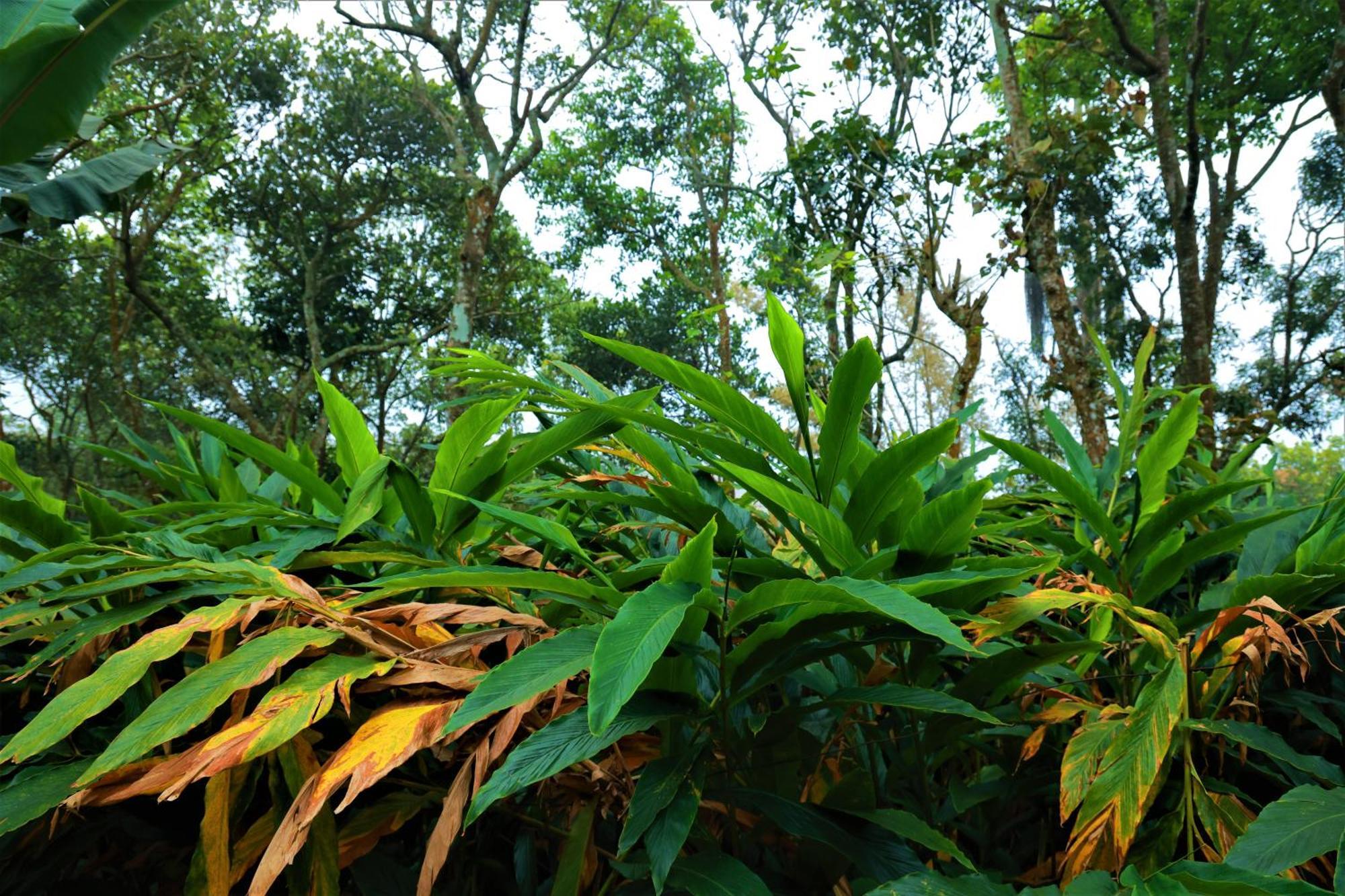 Peakaavu Cottages Idukki Eksteriør billede